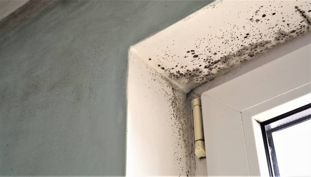Best Mold Prevention Services  in Weidman, MI