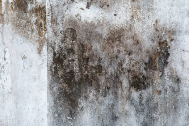 Best Forensic Mold Investigation  in Weidman, MI