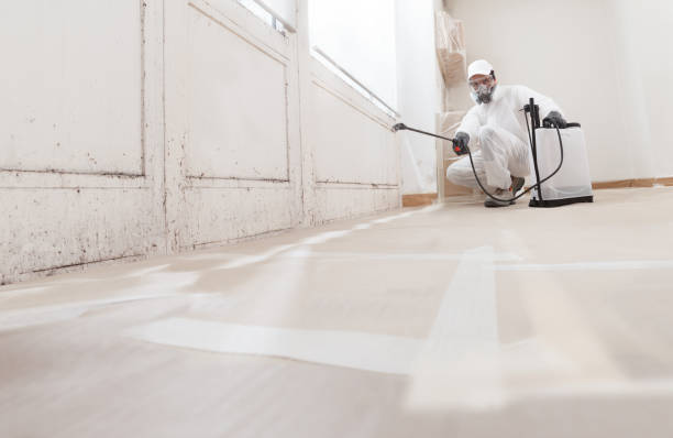 Best Mold Damage Restoration  in Weidman, MI
