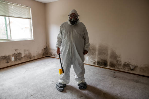 Best Basement Mold Removal  in Weidman, MI