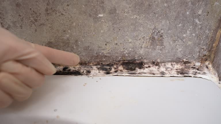  Weidman, MI Mold Removal Pros
